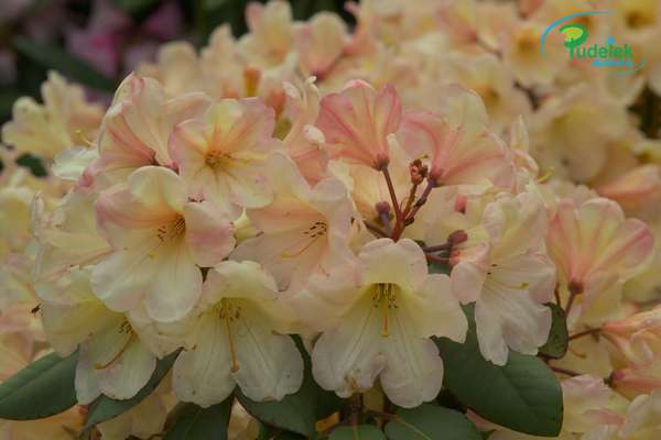 Rhododendron Gordian